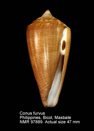Conus furvus (8).jpg - Conus furvus Reeve,1843